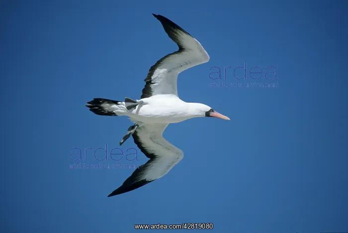 : Nazca / Masked Booby - in flight : Nazca / Masked Booby - in flight