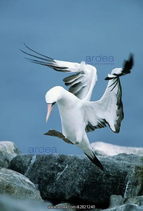  : Nazca  /  Masked Booby - landing