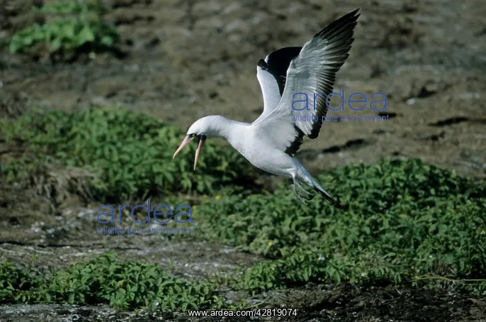 : Nazca / Masked Booby - landing on volcanic breeding grounds : Nazca / Masked Booby - landing on volcanic breeding grounds