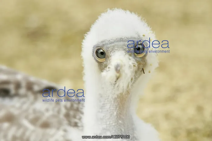 : Nazka Booby : Nazka Booby