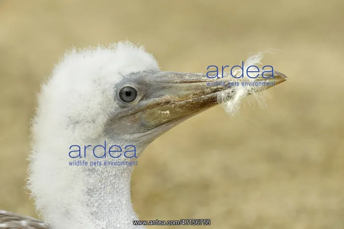 : Nazka Booby : Nazka Booby