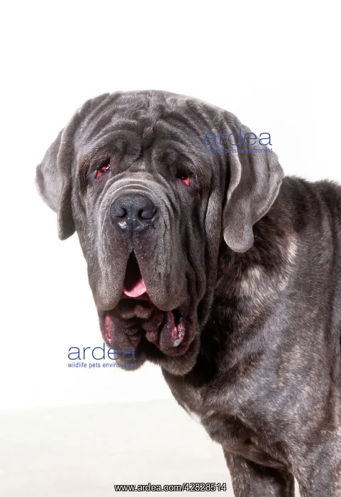 : Neapolitan Mastiff DOG : Neapolitan Mastiff DOG