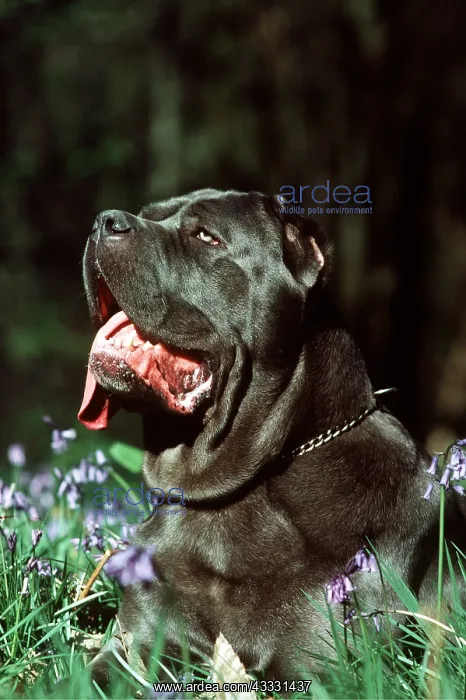 : Neapolitan Mastiff DOG : Neapolitan Mastiff DOG
