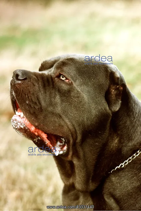  : Neapolitan Mastiff DOG