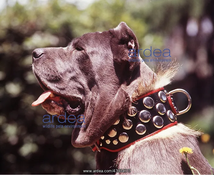 : Neapolitan Mastiff DOG : Neapolitan Mastiff DOG