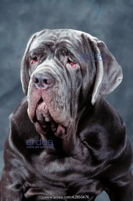 : Neapolitan Mastiff DOG - close-up of head : Neapolitan Mastiff DOG - close-up of head