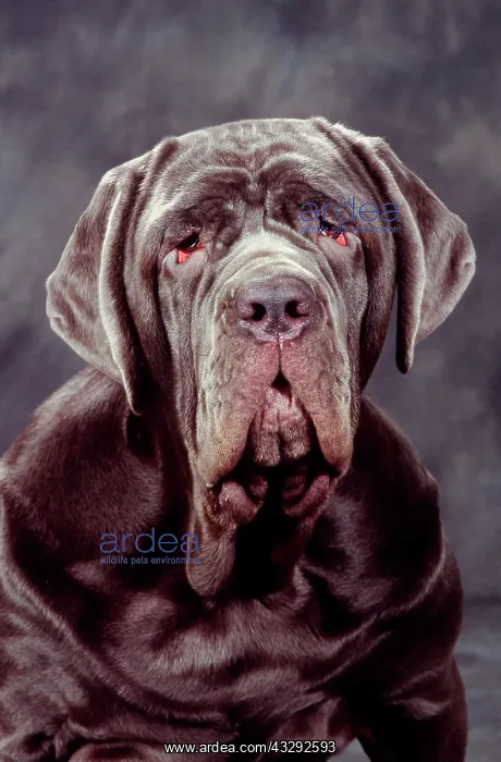 : Neapolitan Mastiff DOG - close-up of head : Neapolitan Mastiff DOG - close-up of head