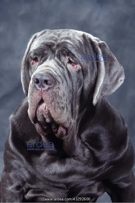 : Neapolitan Mastiff DOG - close-up of head : Neapolitan Mastiff DOG - close-up of head