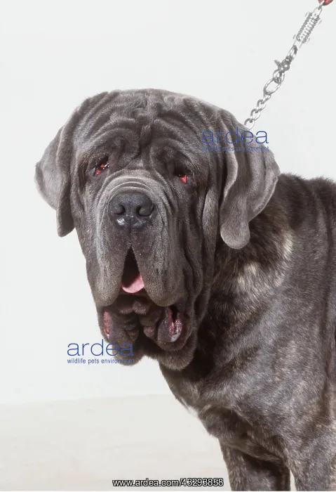 : Neapolitan Mastiff DOG - on lead : Neapolitan Mastiff DOG - on lead