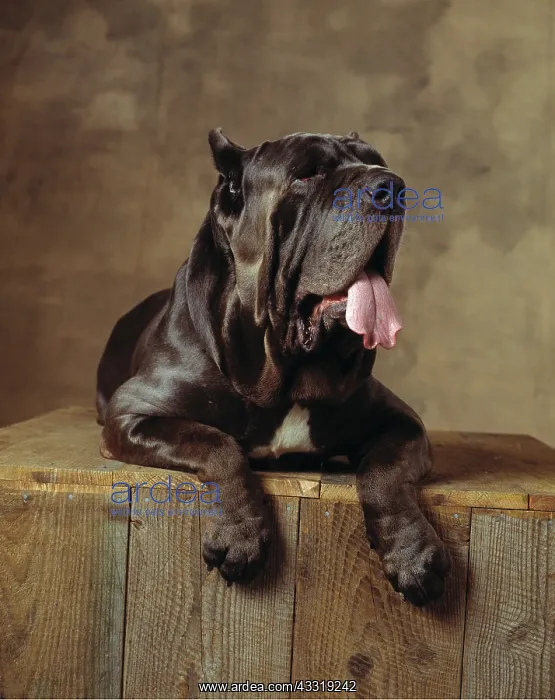 : Neapolitan Mastiff DOG / Matin de Naples : Neapolitan Mastiff DOG / Matin de Naples