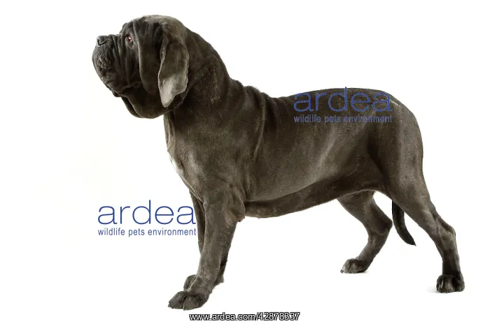 : Neapolitan Mastiff / Mastino Napoletano standing : Neapolitan Mastiff / Mastino Napoletano standing