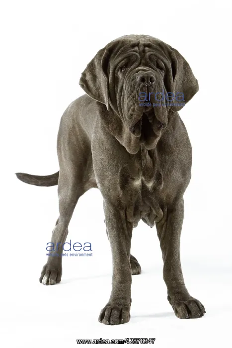 : Neapolitan Mastiff - standing : Neapolitan Mastiff - standing