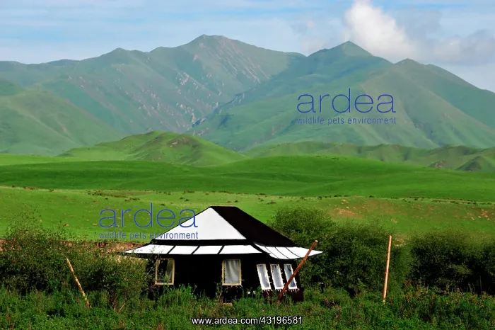 : Near Labrang, Norden is a nomad camp of ten tents : Near Labrang, Norden is a nomad camp of ten tents