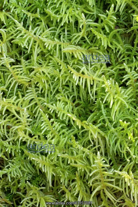 : Neat Feather-moss - Hanvec, Foret du Cranou. Finistere : Neat Feather-moss - Hanvec, Foret du Cranou. Finistere
