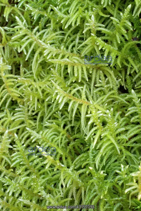 : Neat Feather-moss - Hanvec, Foret du Cranou. Finistere : Neat Feather-moss - Hanvec, Foret du Cranou. Finistere