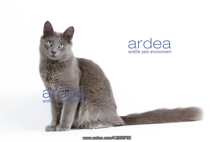  : Nebelung Cat