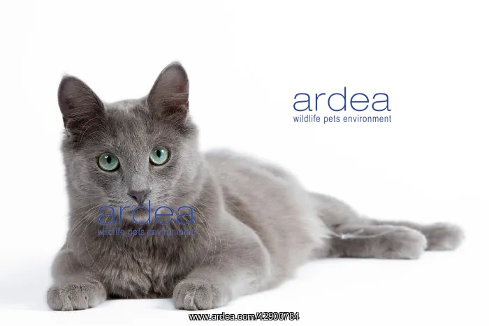  : Nebelung Cat