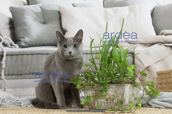  : Nebelung cat indoors