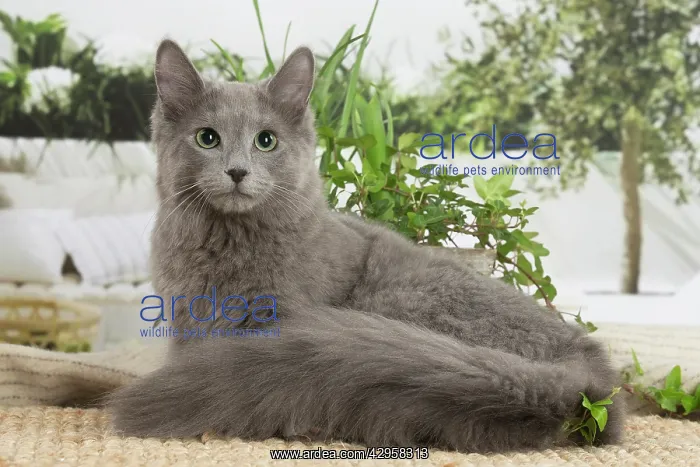 : Nebelung cat indoors : Nebelung cat indoors