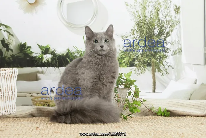 : Nebelung cat indoors