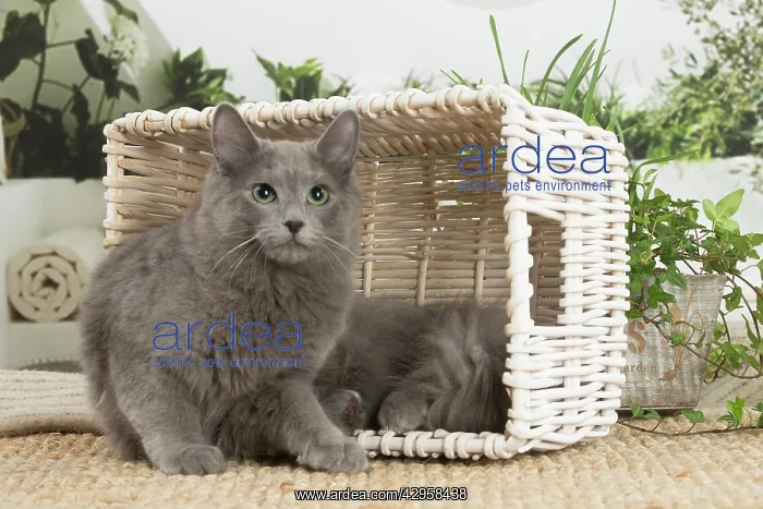: Nebelung cat indoors : Nebelung cat indoors
