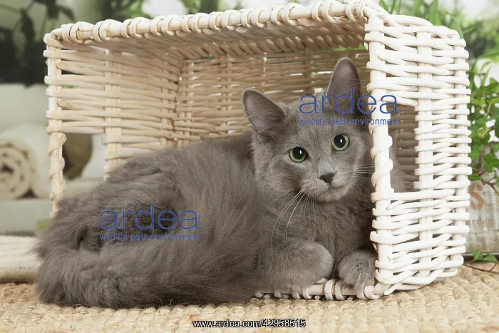 : Nebelung cat indoors : Nebelung cat indoors