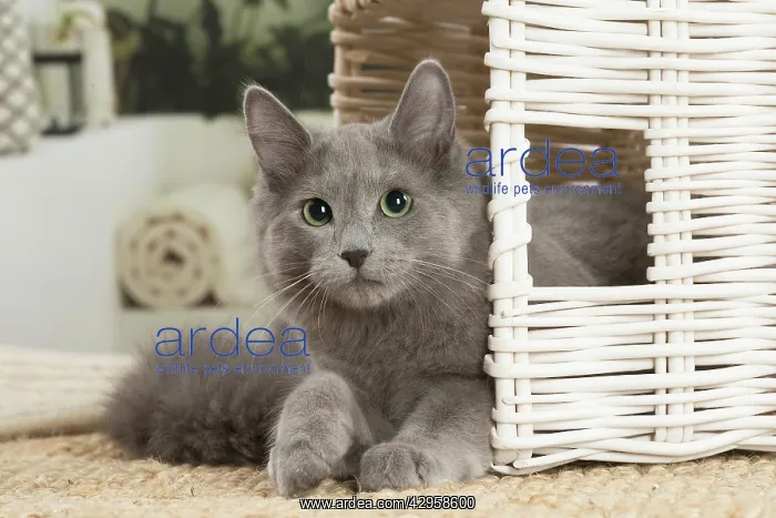 : Nebelung cat indoors : Nebelung cat indoors