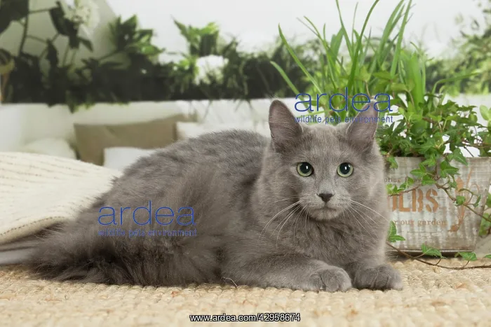 : Nebelung cat indoors : Nebelung cat indoors
