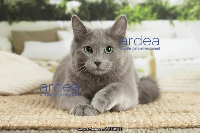 : Nebelung cat indoors : Nebelung cat indoors