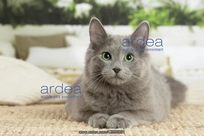 : Nebelung cat indoors : Nebelung cat indoors