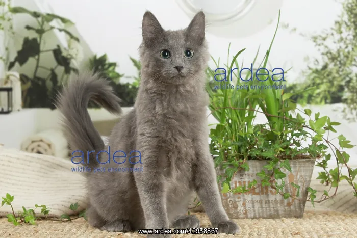 : Nebelung cat indoors : Nebelung cat indoors
