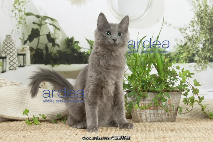 : Nebelung cat indoors : Nebelung cat indoors