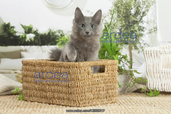 : Nebelung cat indoors : Nebelung cat indoors