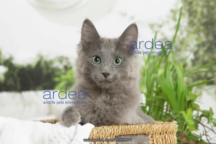 : Nebelung cat indoors : Nebelung cat indoors