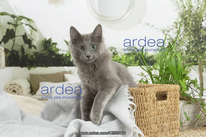: Nebelung cat indoors : Nebelung cat indoors