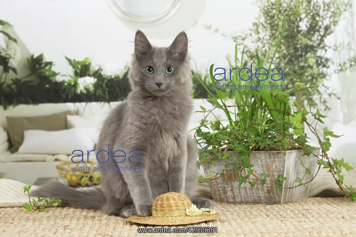 : Nebelung cat indoors : Nebelung cat indoors