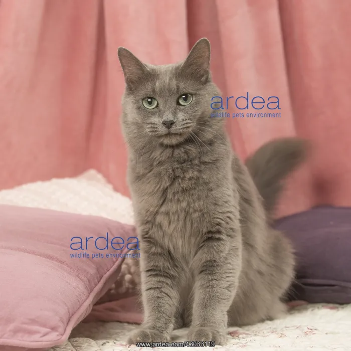  : Nebelung cat indoors