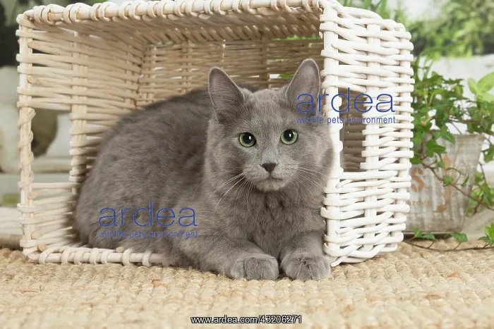: Nebelung cat indoors : Nebelung cat indoors