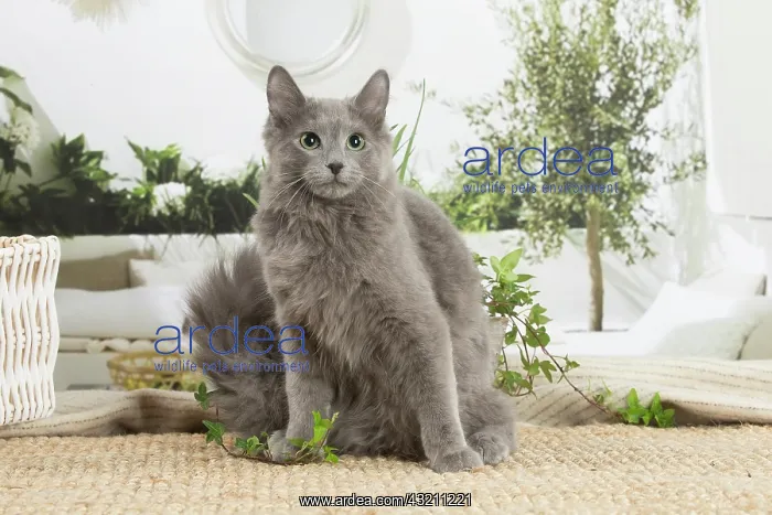 : Nebelung cat indoors : Nebelung cat indoors