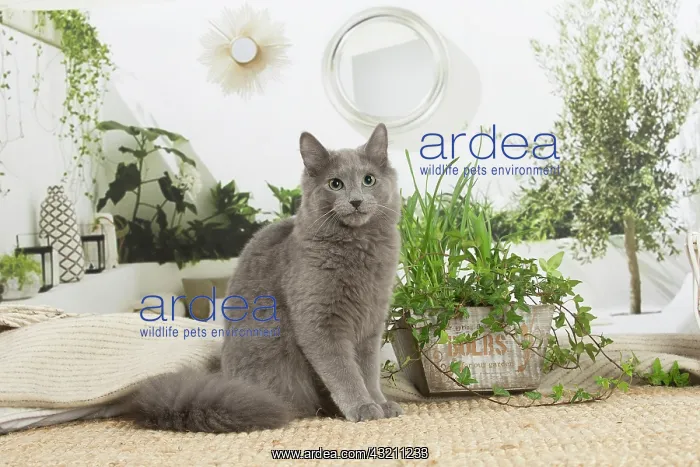 : Nebelung cat indoors : Nebelung cat indoors