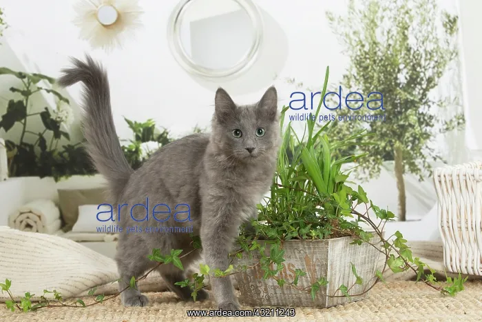 : Nebelung cat indoors : Nebelung cat indoors