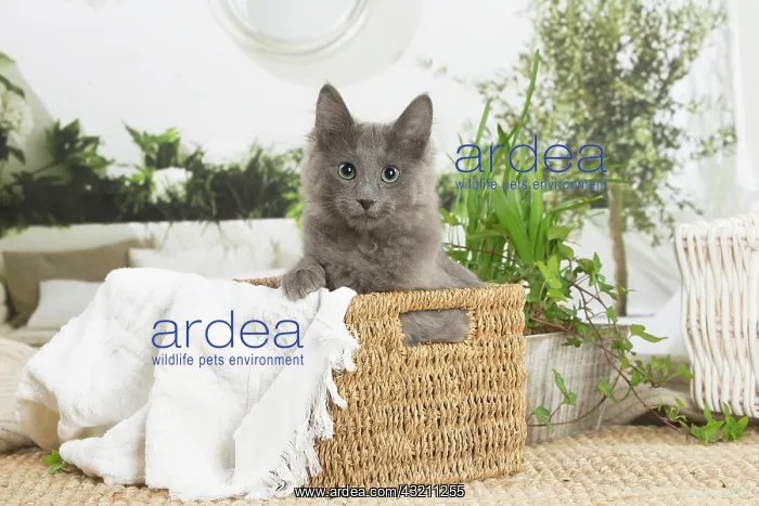 : Nebelung cat indoors : Nebelung cat indoors