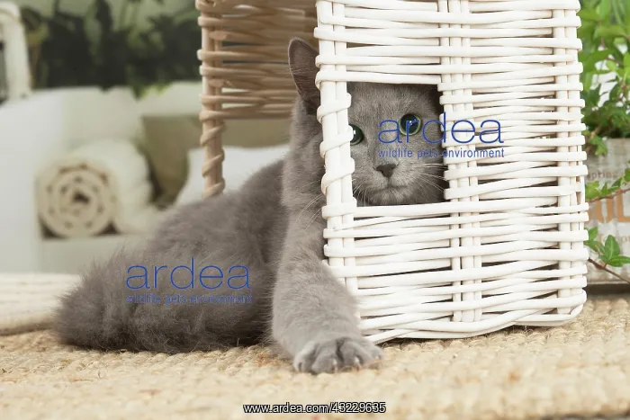 : Nebelung cat indoors : Nebelung cat indoors