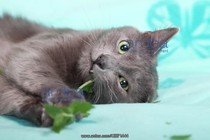 : Nebelung cat, pedigree cat, semi-long-hair, with : Nebelung cat, pedigree cat, semi-long-hair, with