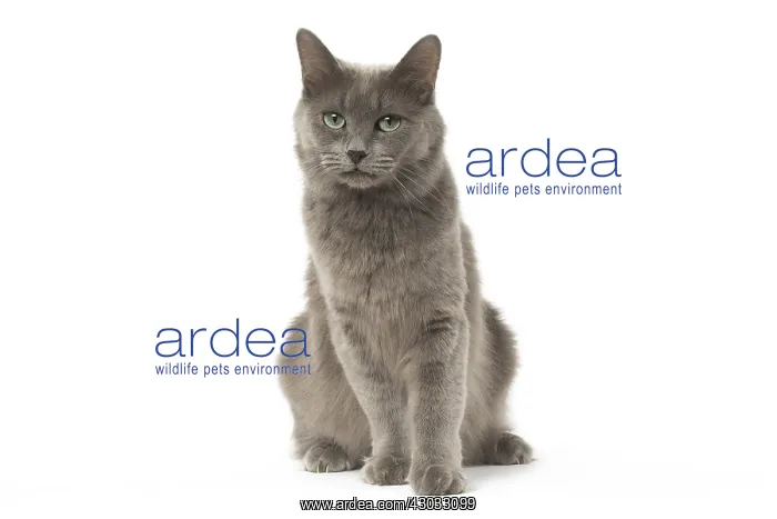  : Nebelung cat in the studio