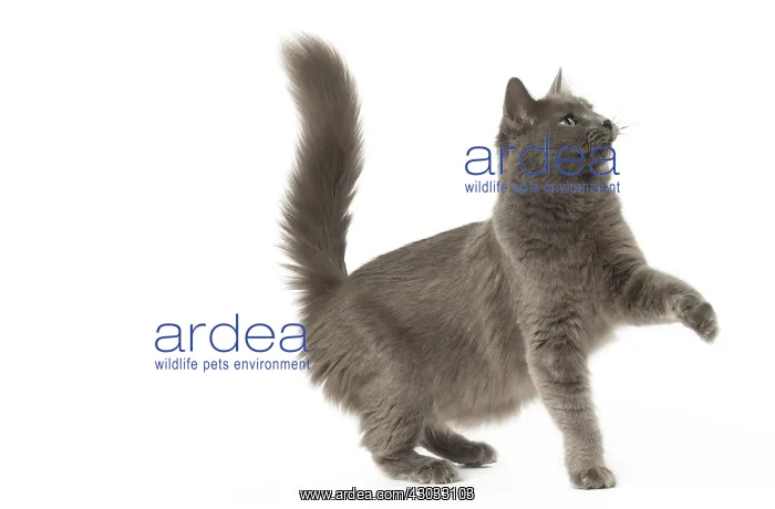  : Nebelung cat in the studio