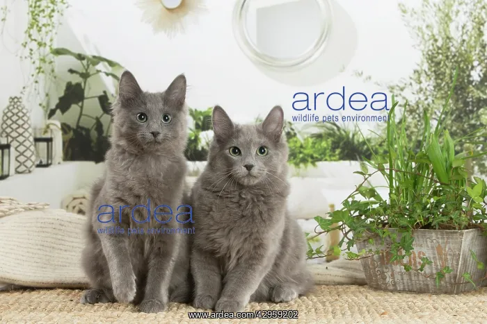 : Two Nebelung cats indoors : Two Nebelung cats indoors