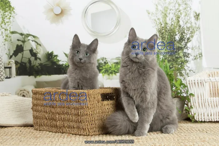 : Two Nebelung cats indoors : Two Nebelung cats indoors