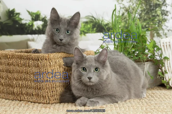 : Two Nebelung cats indoors : Two Nebelung cats indoors