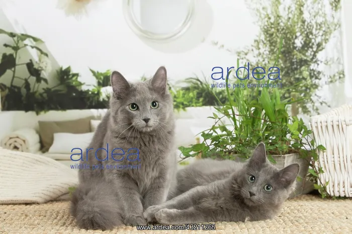 : Two Nebelung cats indoors : Two Nebelung cats indoors